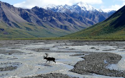 Alce en el parqie nacional y reserva de Denali, Alaska